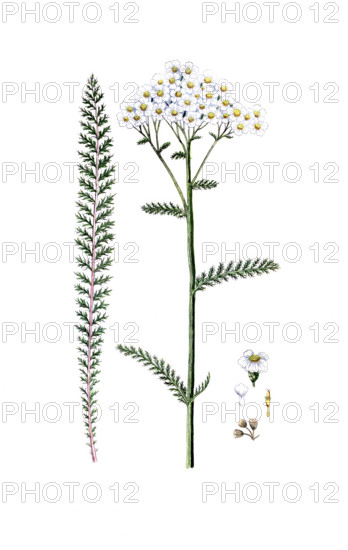 Achillea millefolium