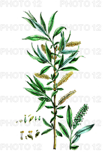 Salix alba