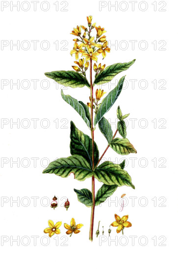 Lysimachia vulgaris