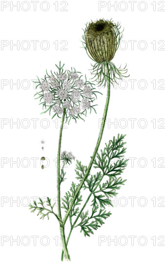 Daucus carota