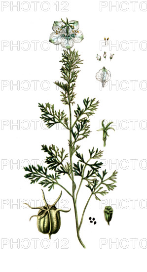 Nigella sativa