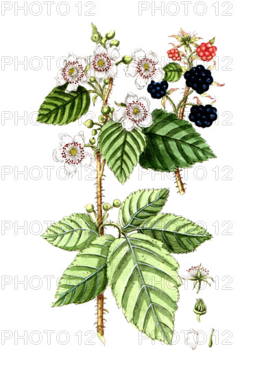 Rubus fruticosus