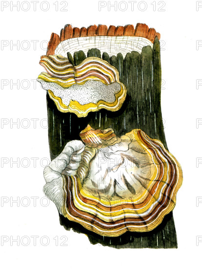 Boletus pini laricis