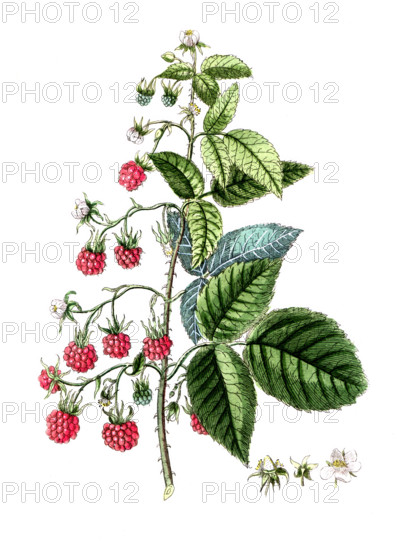 Rubus idaeus