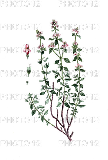 Thymus vulgaris