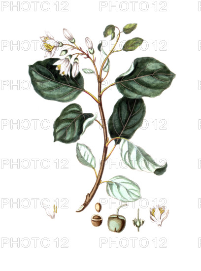 Styrax officinale