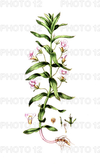 Gratiola officinalis