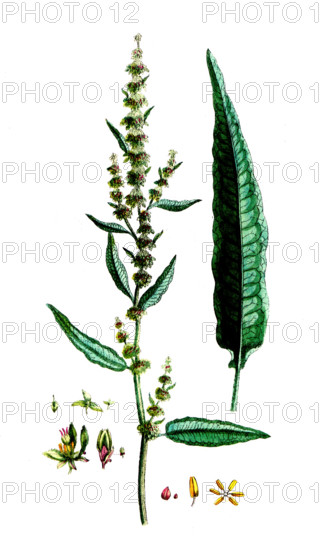 Rumex acutus