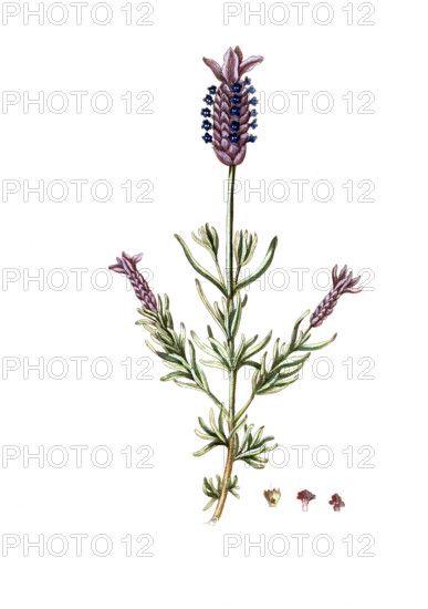 Lavandula stoechas