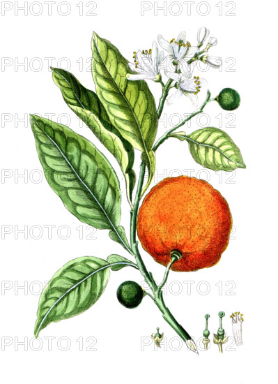 Citrus aurantinus