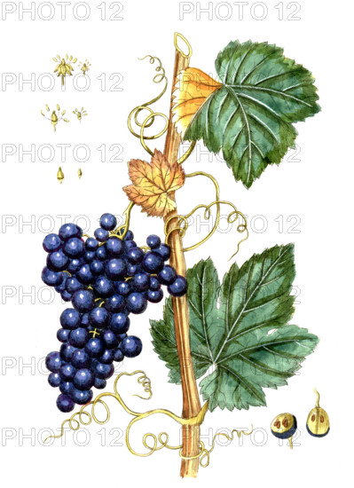 Vitis vinfera