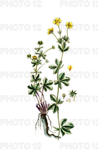 Potentilla erecta