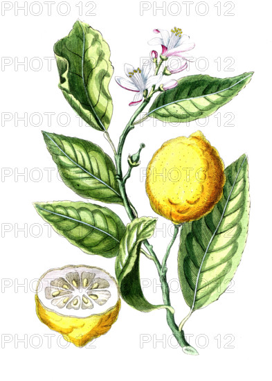 Citrus medica