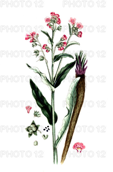 Cynoglossum officinale