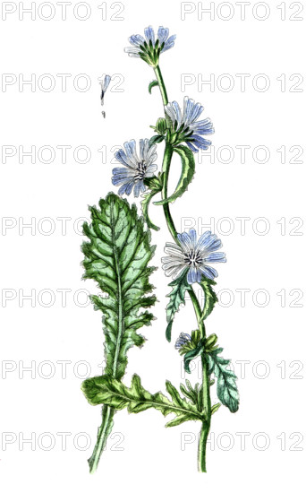Cichorium endivia. Endive