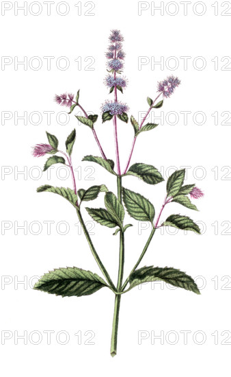 Mentha piperita