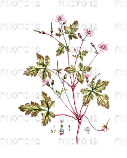 Geranium robertanum