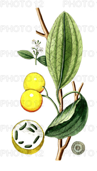 Strychnos nus comica