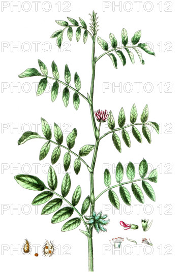 Glycyrrhiza echinata