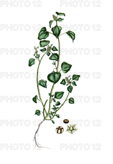 Chenopodium vulvaria