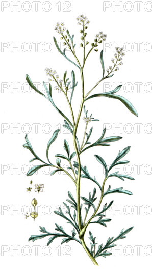 Lepidium sativum