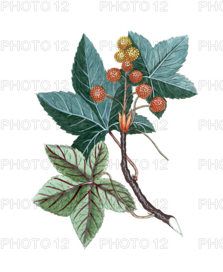 Liquidambar styraciflua