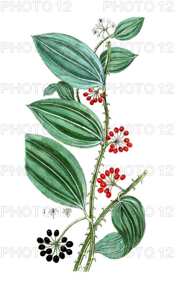 Smilax sassaparilla