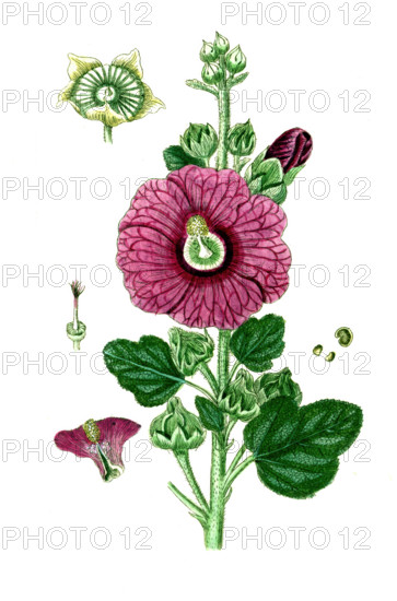 Alcea rosea