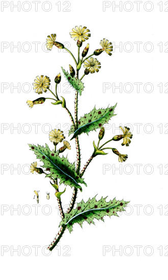 Lactuca virosa