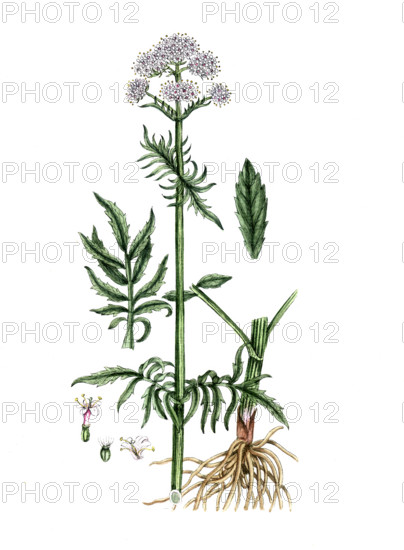 Valeriana officinalis