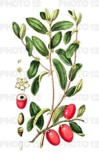 Valeriana officinalis