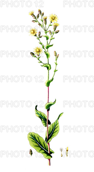 Lactuca sativa