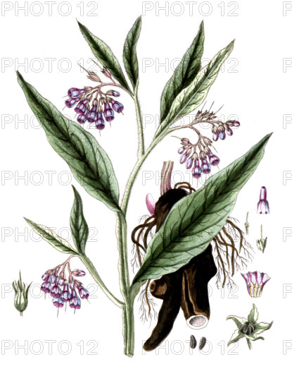 Symphytum officinale