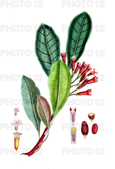 Caryophyllus aromaticus