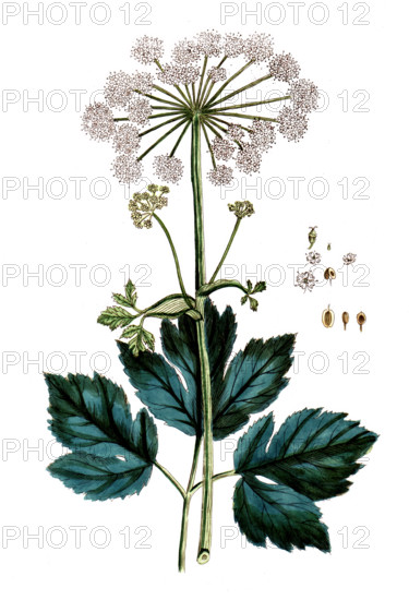 Imperatoria ostruthium