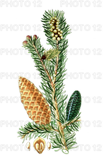 Pinus picea