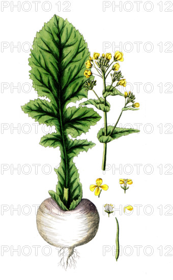 Brassica rapa