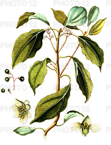 Laurus camphora