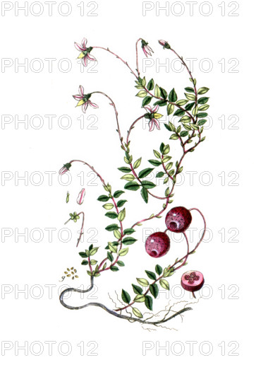 Vaccinium oxycoccos