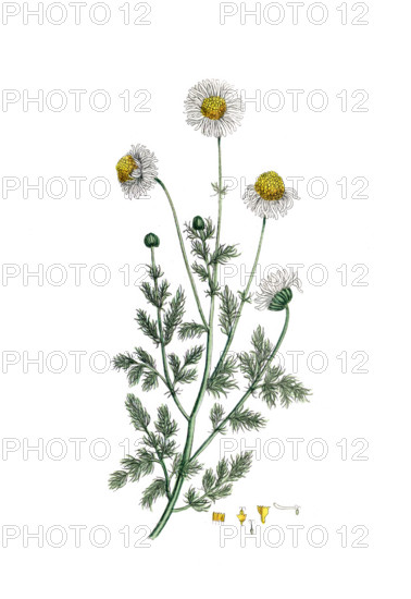Anthemis nobilis