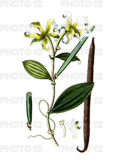Epidendrum vanilla