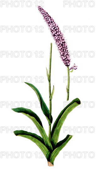 Orchis pyramidalis