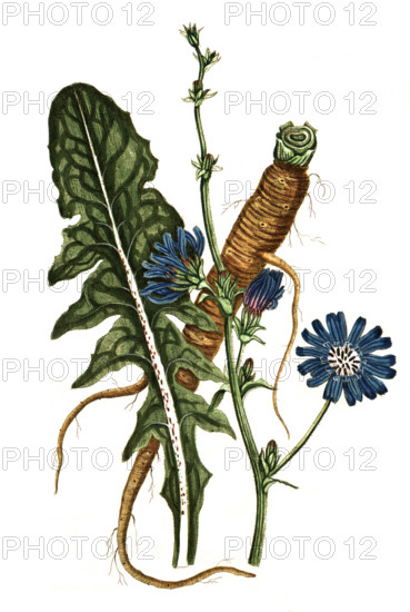 Cichorium intybus