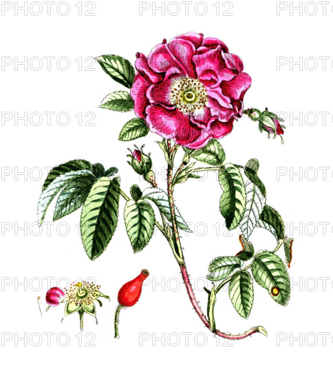 Rosa gallica
