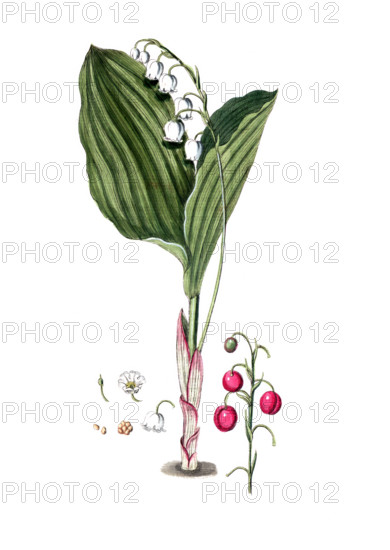 Convallaria maialis