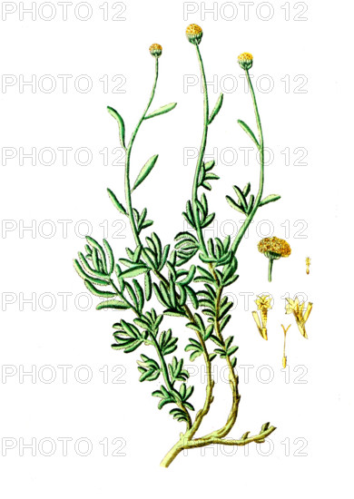 Santolina cyparissus