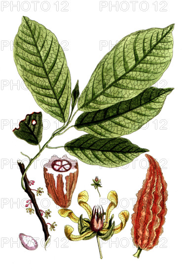 Theobroma cacao