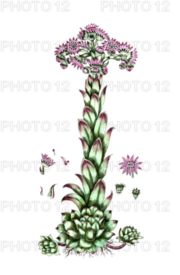 Sempervirum tectorum