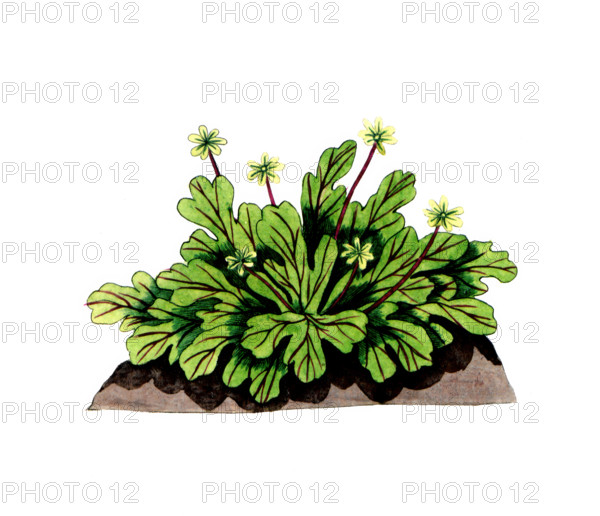 Sempervirum tectorum