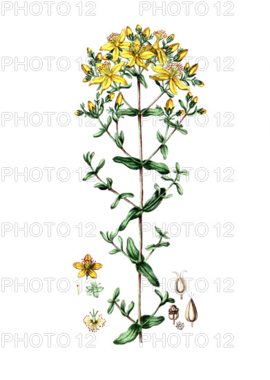 Hypericum perforatum